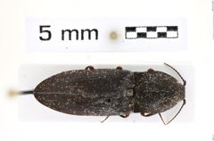 Foto (Dorsalansicht) von Lacon mertliki (Kundrata, Mertlik & Németh, 2019) (NHMW-ZOO-COL-0008215)